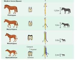 Fossil record showing evolution resmi