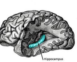 Imagem de Hipocampo