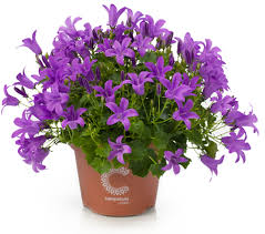 Rsultat de recherche d'images pour 