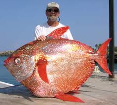 Image result for moonfish