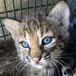  2 Bobcat Kittens Die After They Were Rescued By Texas Woman Who Mistook Them As Domestic Cats