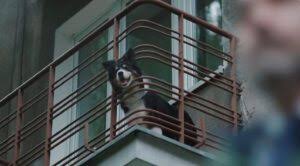 Fondation 30 Millions d’Amis – Jour après jour