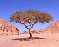 Image of Acacia tree Egypt