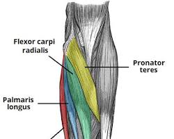 Image of Forearm muscles