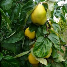 quince tree ile ilgili görsel sonucu