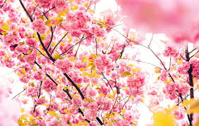 Resultat d'imatges de la primavera