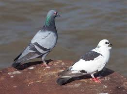 Image result for pigeons