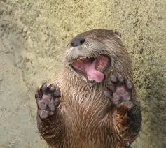 Image result for silly animals