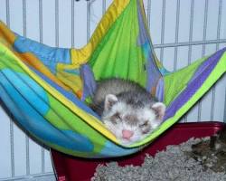 ferret sleeping in a hammockの画像