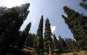Image result for NARKANDA
