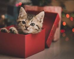 person giving a gift to their catの画像