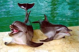 Картинки по запросу хмільник дельфінарій