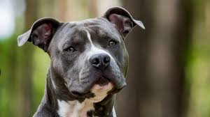 Trend Google: cane