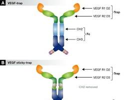 Image of Structure of VEGF