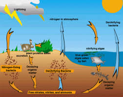 Image result for organisms and their environment