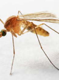 Mosquito Population in Butte County Experiencing Surge in West Nile Virus Activity - 1