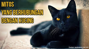 Hasil gambar untuk KEBIASAAN LUCU KUCING