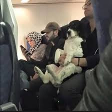 A rattlesnake bit one of my sheep in the face about a week ago. Deadliest snake that lives around here. The sheep's face swelled up and hurt her terribly. But the old