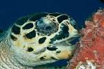 Nourriture tortue de mer