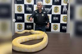 Píton amarela, de 4,8 metros, é apreendida pela Polícia Civil