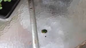 Résultat de recherche d'images pour "metallic green fig beetle"