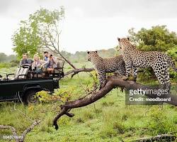 Image of South Africa safari