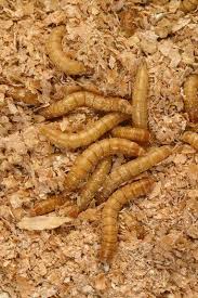 Résultat de recherche d'images pour "vers de farine"