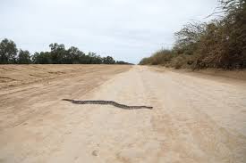 Ruta Bioceánica impulsa la protección de la fauna y el saber comunitario en el Chaco