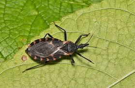 Chagas Disease: An Emerging Threat in the United States