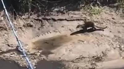 Şırnak'ta, nesli tükenme tehlikesi altındaki su samuru görüntülendi