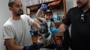 Possums vs. pythons: How Florida’s only marsupial became a weapon against invasive snakes