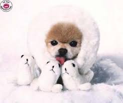 Résultat de recherche d'images pour "photo d'animaux trop mignon"