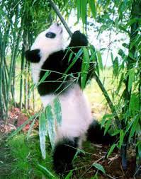 Resultado de imagen para los pandas en china