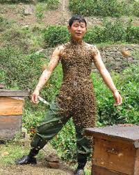 Résultat de recherche d'images pour "covered in bees"