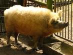 Pure Mangalitsa