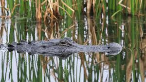 Woman killed, child injured in Florida alligator attacks this weekend