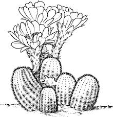 Résultat de recherche d'images pour "cactus coloring pages"