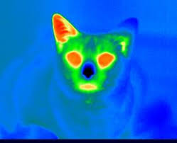 Znalezione obrazy dla zapytania infrared camera