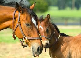 Resultado de imagen de imagenes de caballos