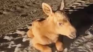 Baby moose rescued by Ukrainian firefighters