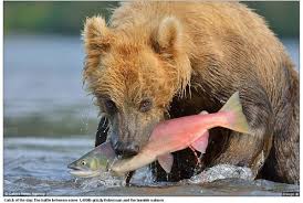 「鮭魚」的圖片搜尋結果