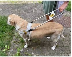 two dogs wearing different types of harnessesの画像