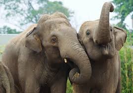 Elephant - Dublin Zoo