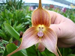Image result for ����С���m