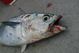 Image result for dead trout