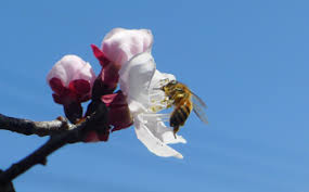 「ミツバチの日」の画像検索結果