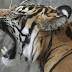 Tiger kills zookeeper in New Zealand