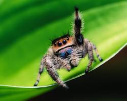 Image of Jumping Spider