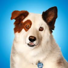 Image result for dogs