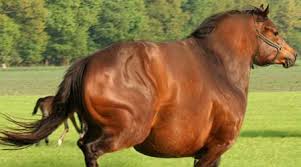 Image result for HORSE